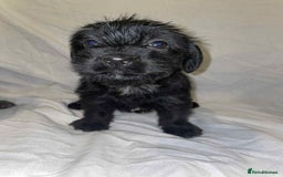 Cockapoo dogs for sale: Here I Have Too Beautiful cockerpoo Girls  - Advert 2