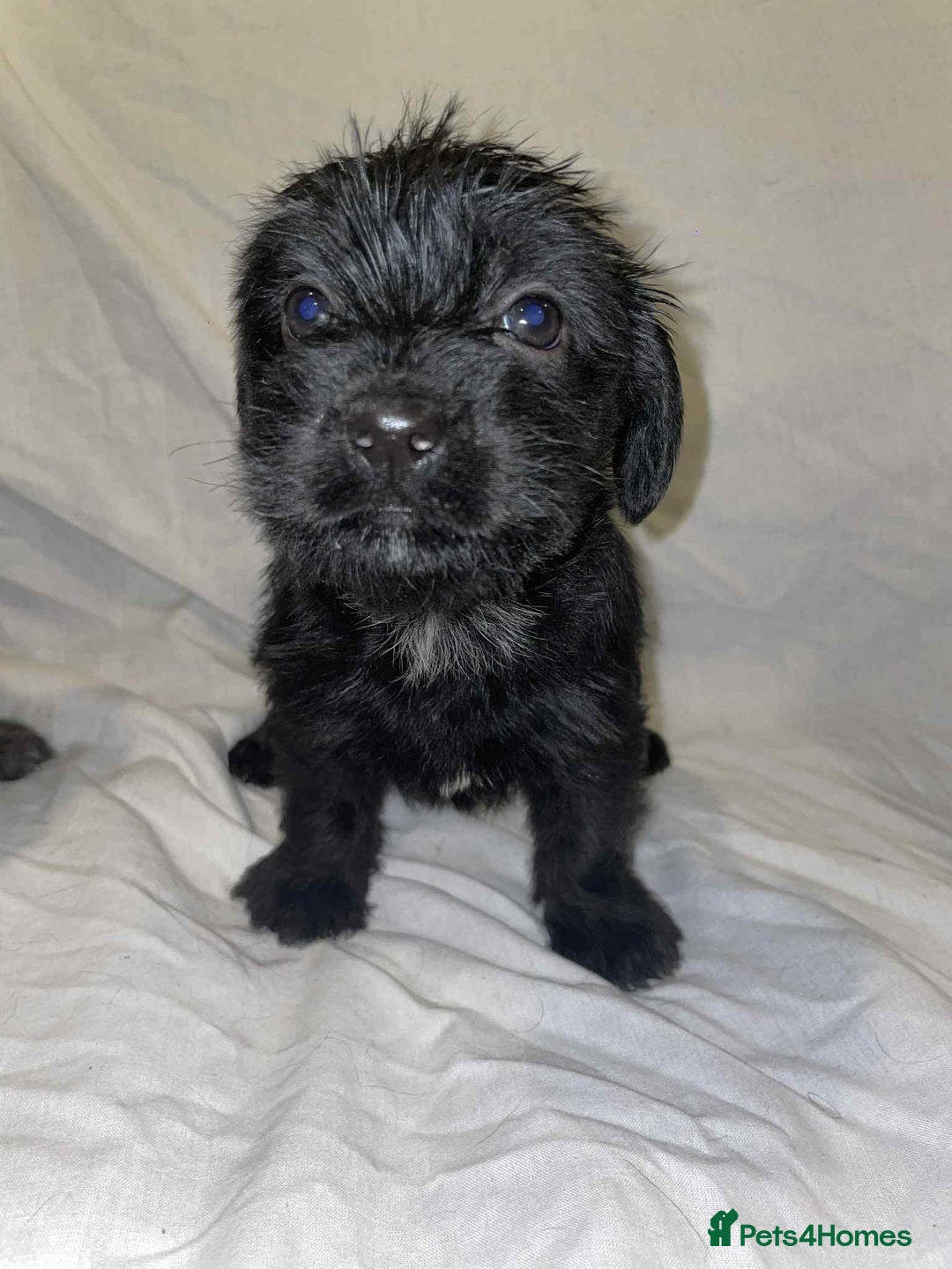 Cockapoo dogs for sale: Here I Have Too Beautiful cockerpoo Girls  - Advert 2