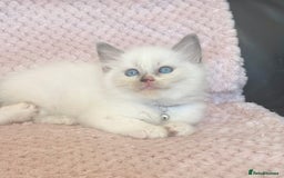 Ragdoll cats for sale: Affectionate, Cuddly, Playful Kittens - Image 27