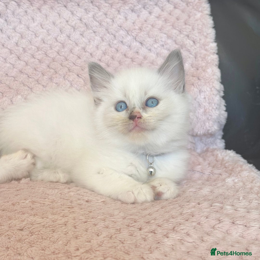 Ragdoll cats for sale: Affectionate, Cuddly, Playful Kittens - Image 27