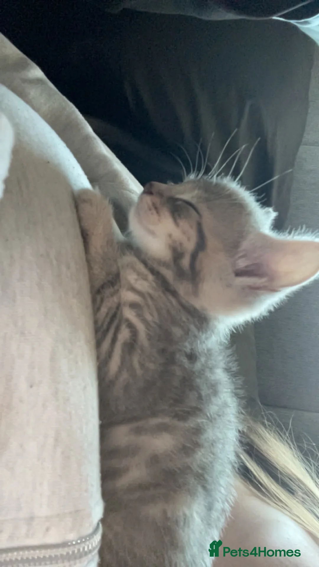 Mixed Breed cats for sale: Grey kitten - Advert 2