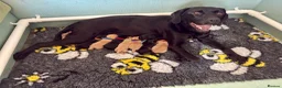 Labrador Retriever dogs for sale: Exceptional Kc registered Labrador puppies  - Advert 5