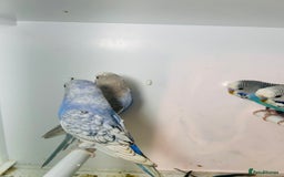 Budgerigars birds for sale: Stunning baby rainbow/pied budgies  in Luton - Image 26