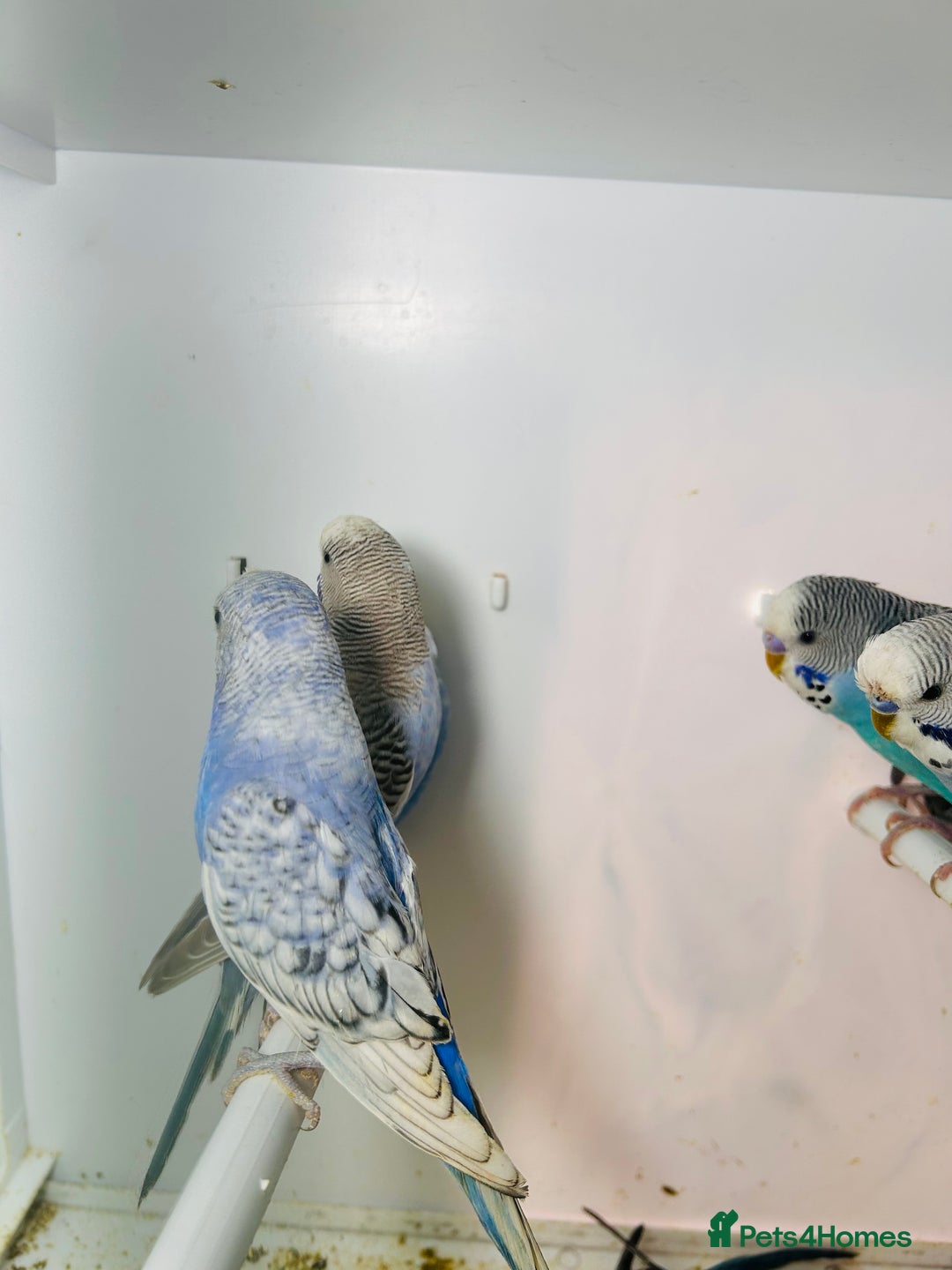 Budgerigars birds for sale: Stunning baby rainbow/pied budgies  in Luton - Image 26
