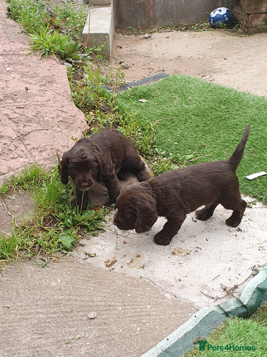 Cocker Spaniel dogs for sale: Working Cocker Spaniels  - Image 12