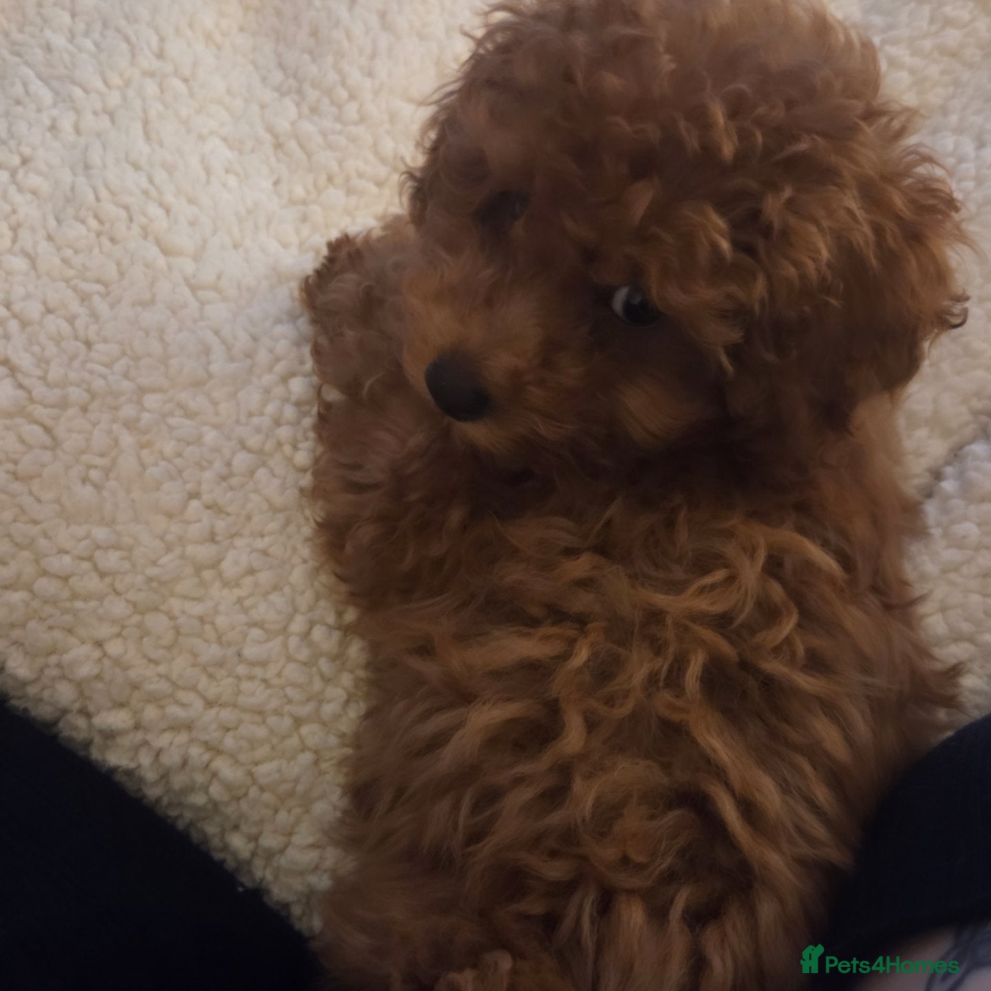 Toy Poodle dogs Gorgeous TINY red female toy poodle puppy  - Advert 1