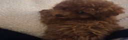 Toy Poodle dogs for sale: Gorgeous TINY red female toy poodle puppy  - Advert 1