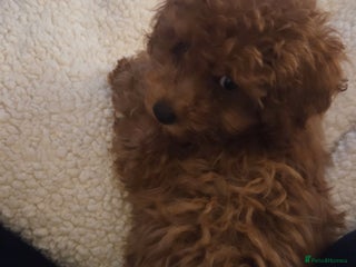 Toy Poodle dogs Gorgeous TINY red female toy poodle puppy - Advert 4