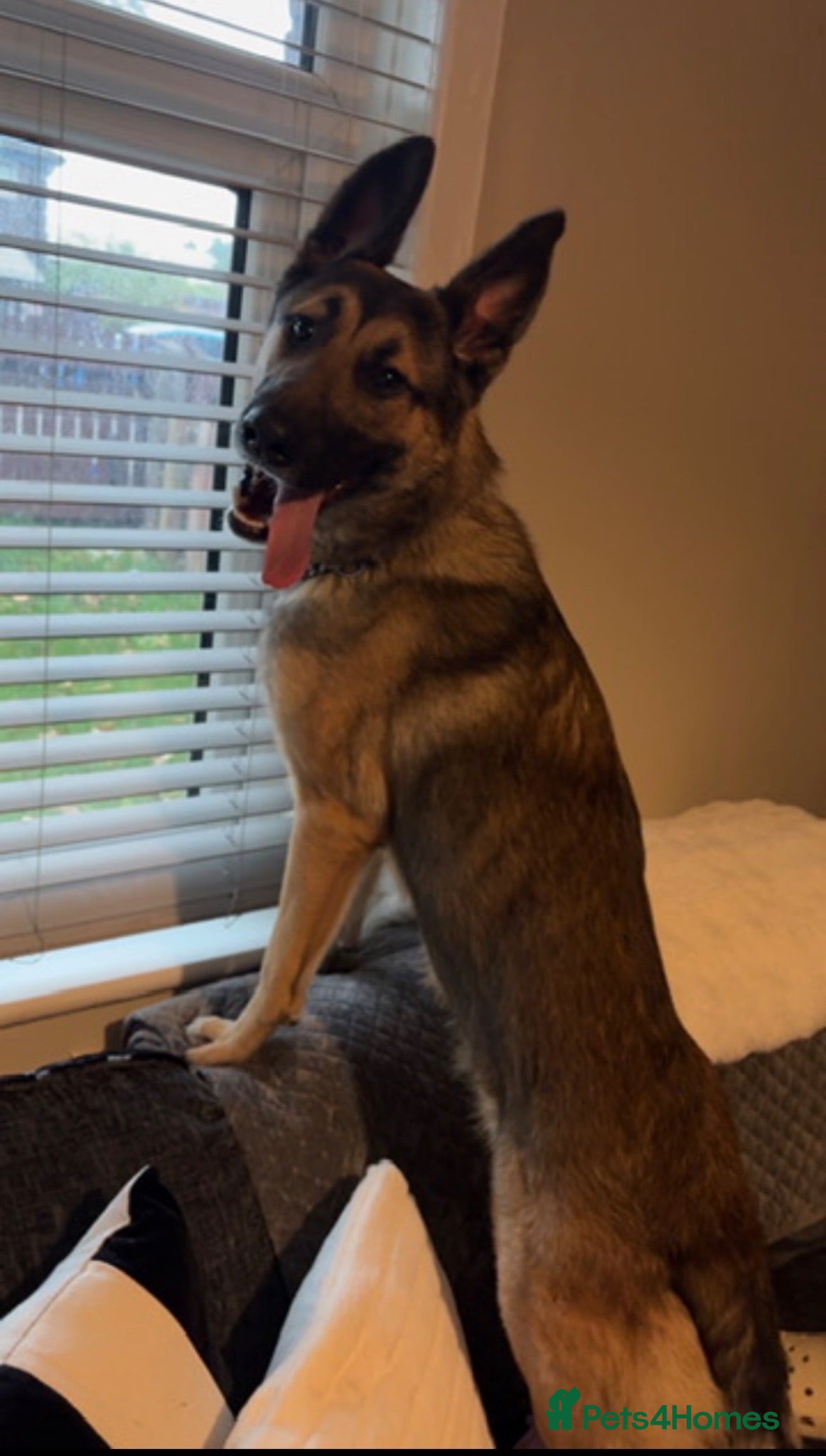 Mixed Breed dogs REHOMING our beautiful boy - Advert 1