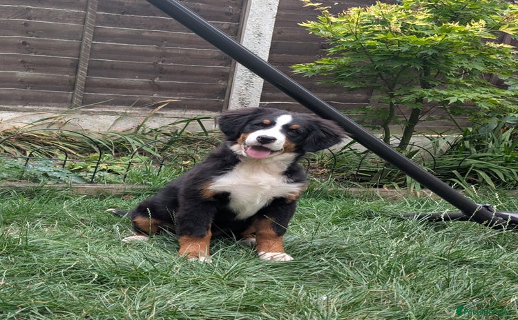 Bernese Mountain Dog dogs - Advert 4
