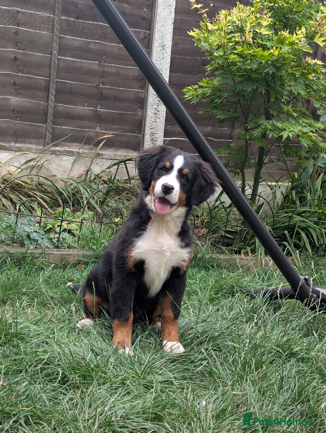Bernese Mountain Dog dogs for sale: 2 female bernese mountain dogs - Image 1