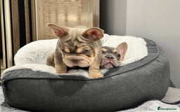 French Bulldog dogs for sale: Big Rope, Big Rope Fluffy & French Bullg - Advert 22