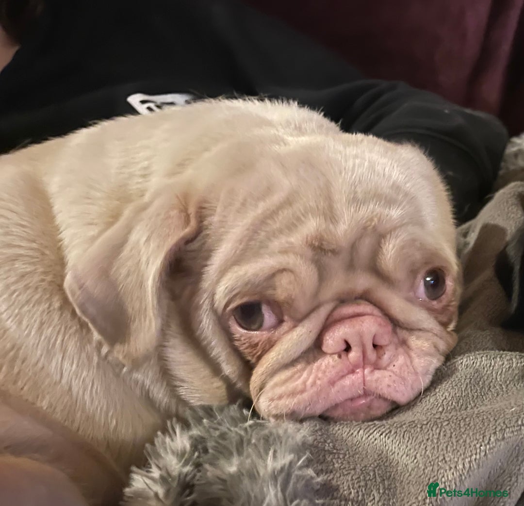 Pug dogs for sale: Pedigree cream/pink pug - Image 4