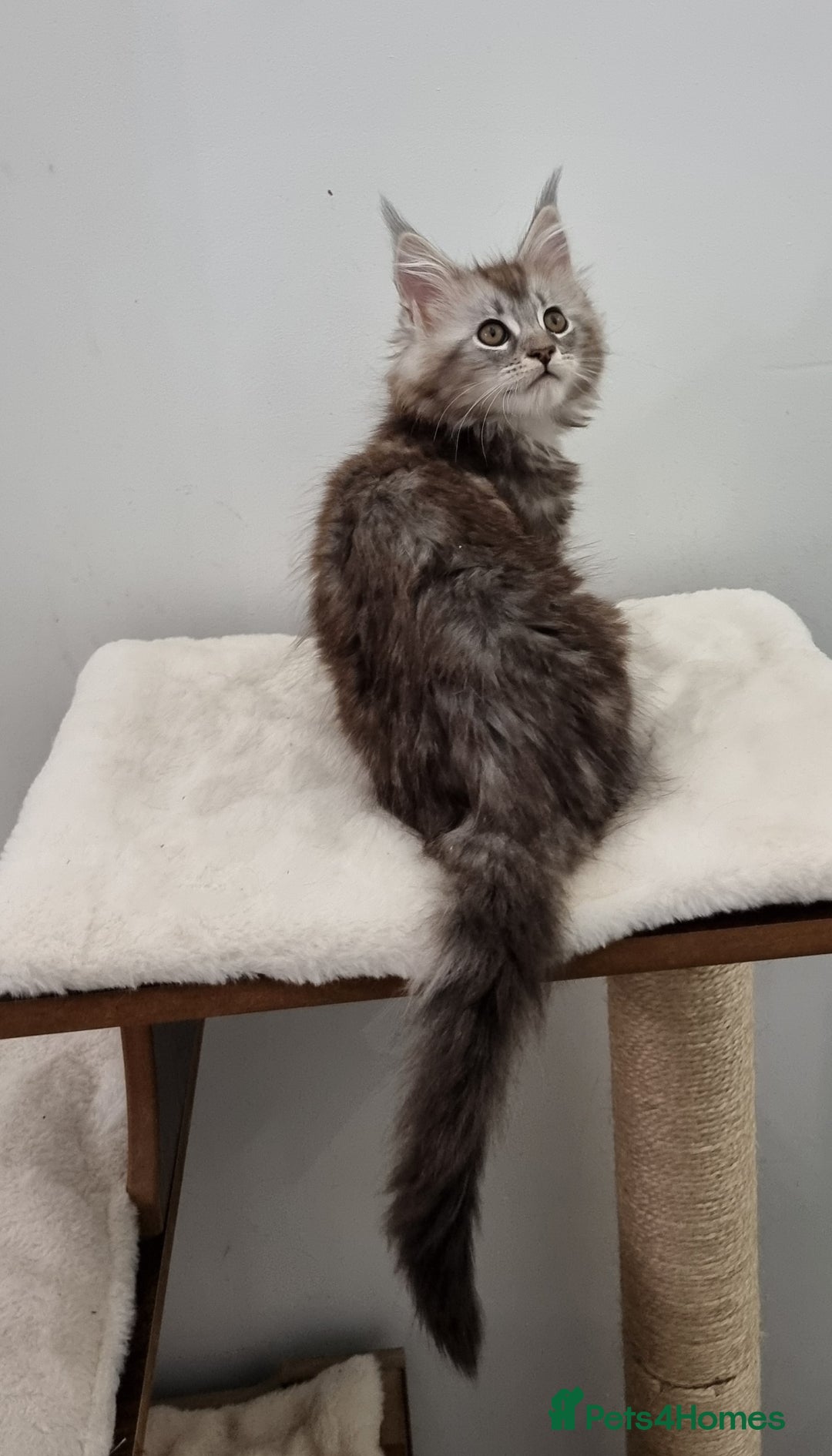 Maine Coon cats for sale: Pedigree Maine Coon Kittens GCCF REGISTERED  - Advert 10