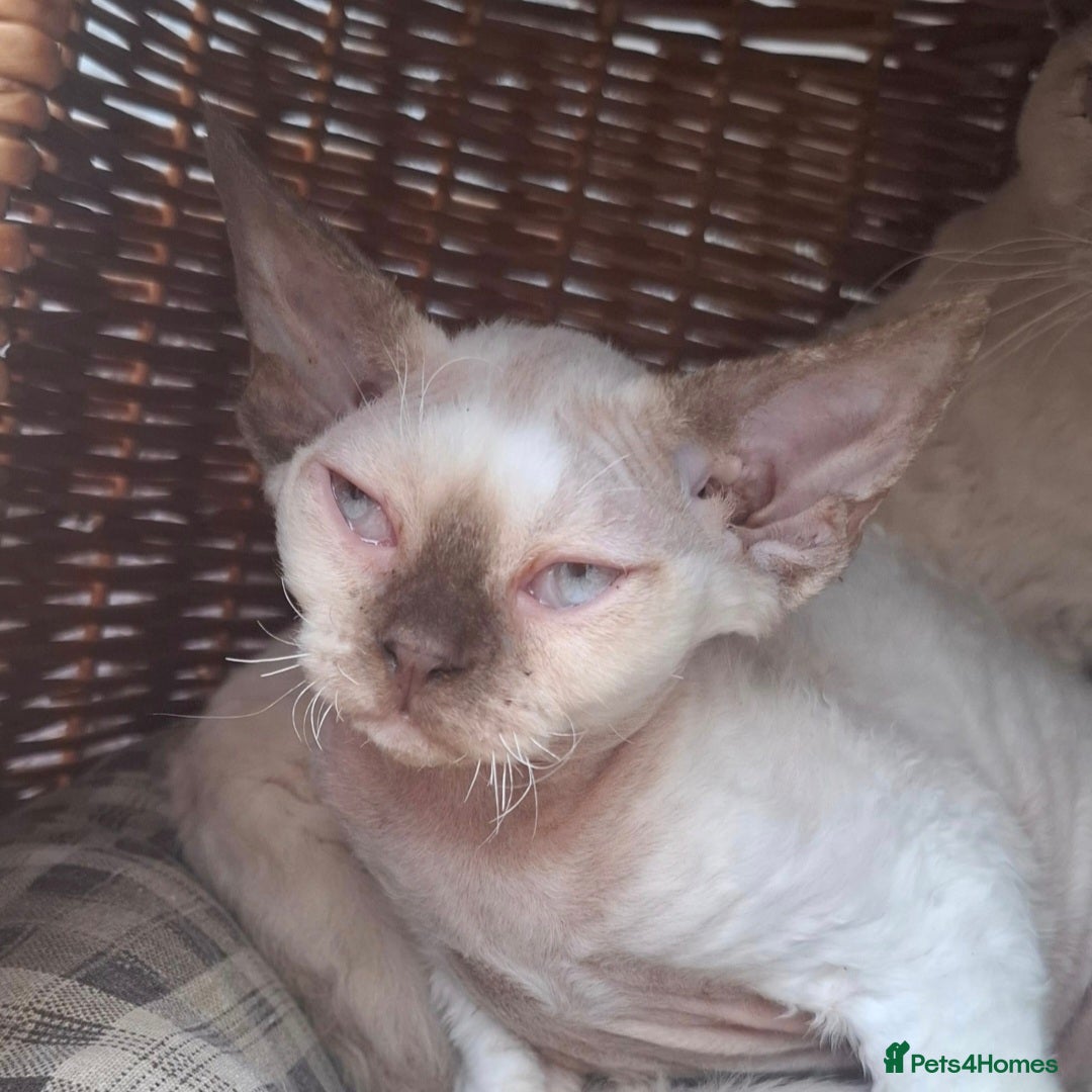 Devon Rex cats for sale: Pretty Girl Devon Rex  - Image 3