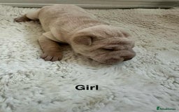 Shar Pei dogs for sale: Beautiful Shar Pei pups - Image 10