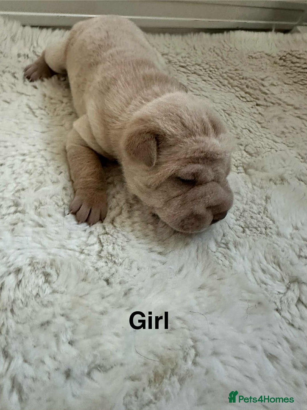 Shar Pei dogs for sale: Beautiful Shar Pei pups - Image 10