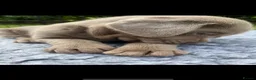 Labrador Retriever dogs for sale: Gorgeous Silver Labrador Puppies  - Advert 8