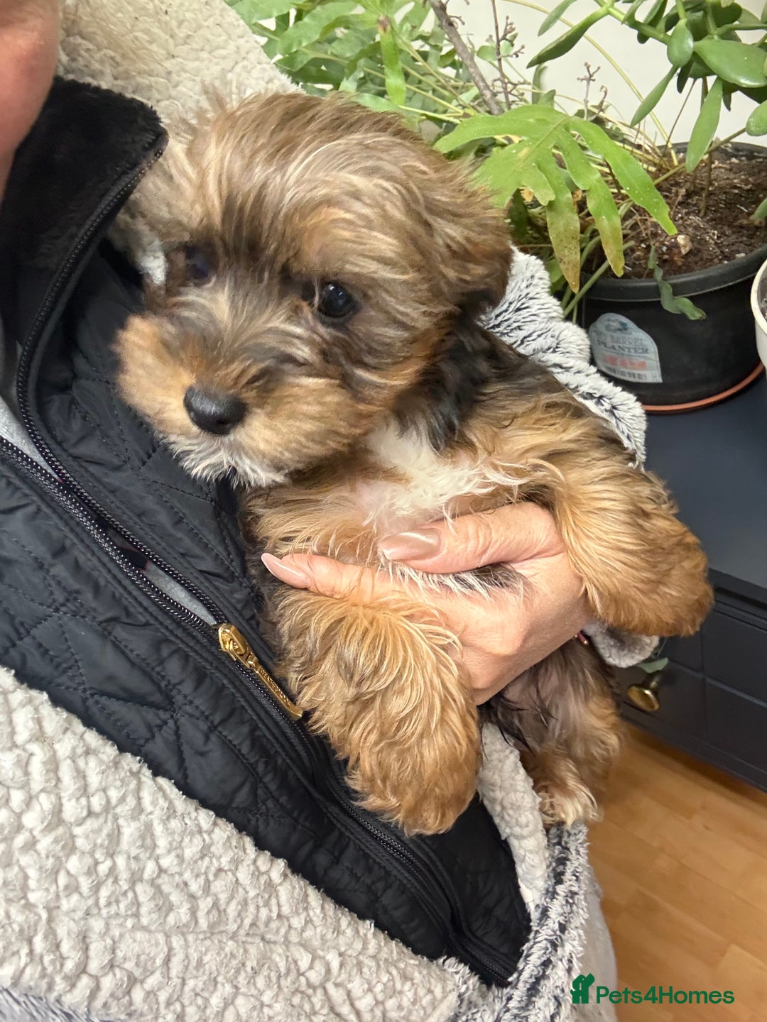 Yorkshire Terrier dogs for sale: Yorkshire Terrier  - Advert 18