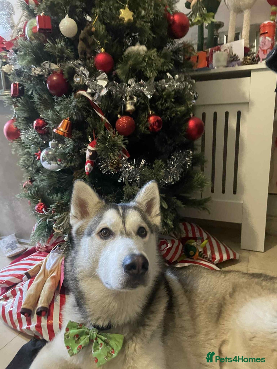 Shepsky dogs for sale: Beautiful shepsky pups - Advert 9