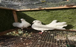 Pigeons birds for sale: Pigeons for sale - Image 23