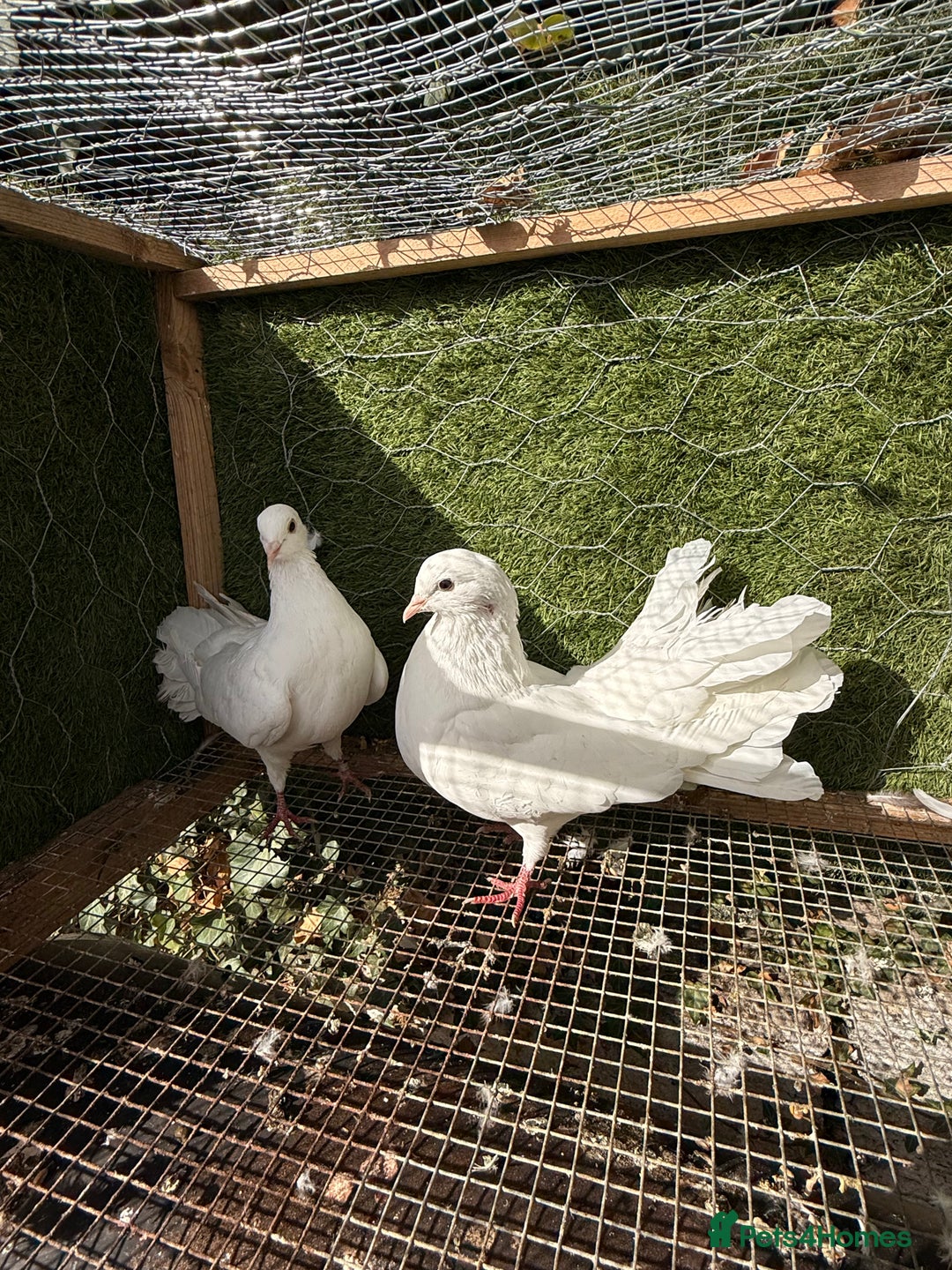 Pigeons birds for sale: Pigeons for sale - Image 23