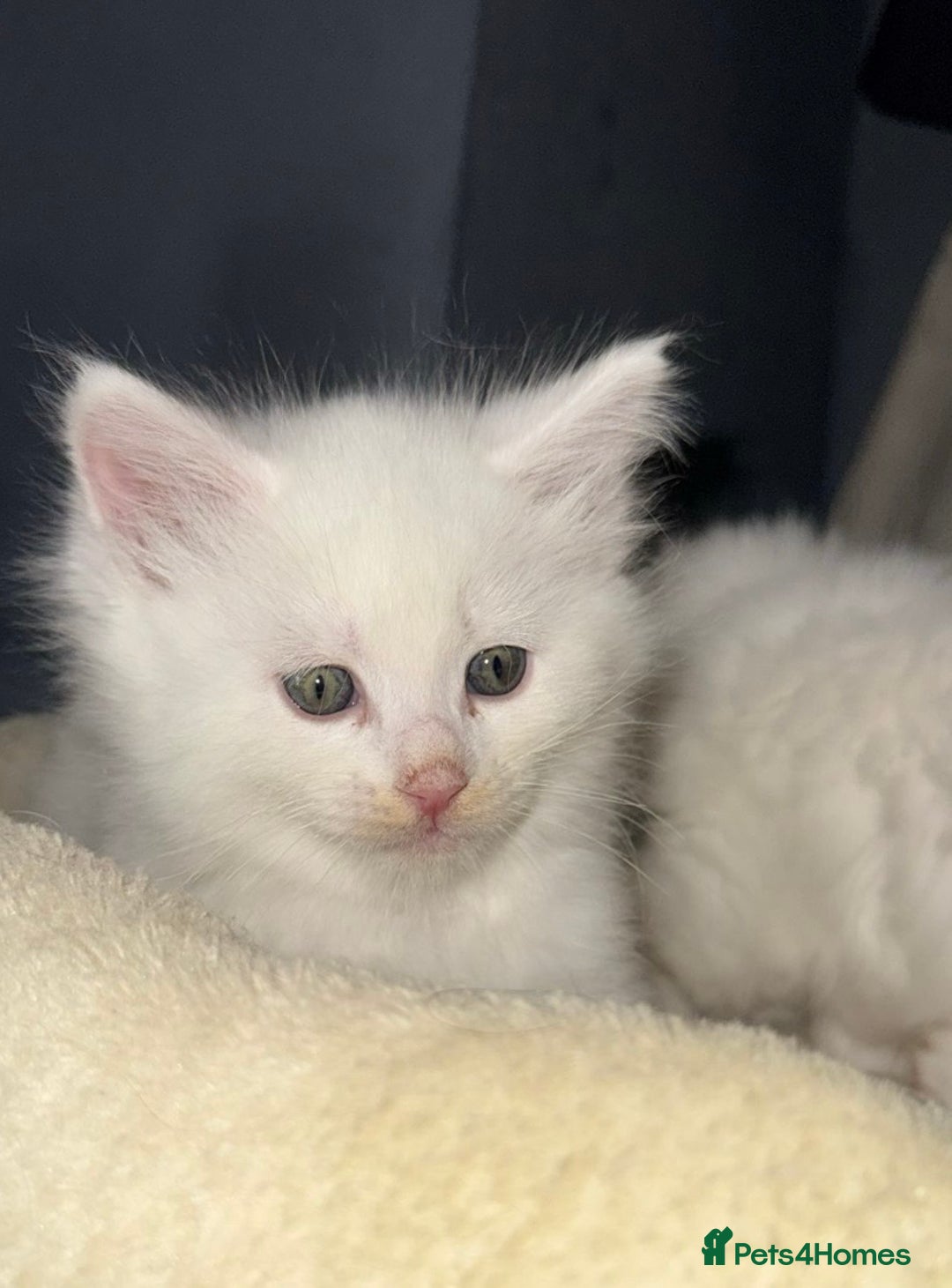 Mixed Breed cats for sale: Stunning Ragdoll x Maine Coon Kittens - Advert 15