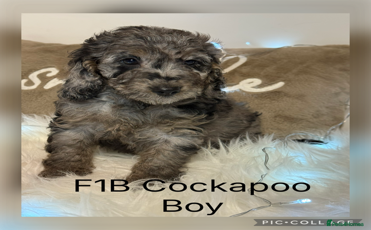 Cockapoo dogs F1B Cockapoo’s  - Advert 9