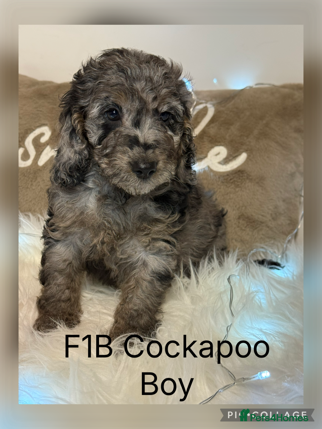 Cockapoo dogs for sale: F1B Cockapoo’s  - Advert 1