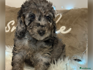 Cockapoo dogs F1B Cockapoo’s - Advert 3