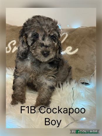 Cockapoo dogs F1B Cockapoo’s - Advert 9