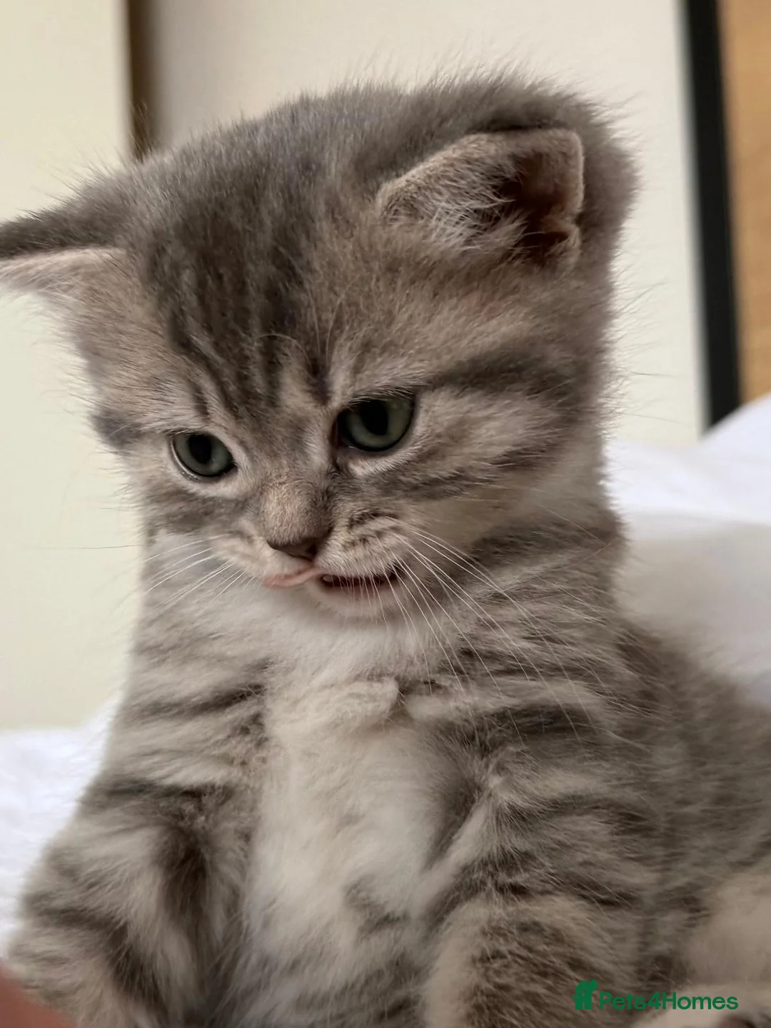 British Shorthair cats for sale: Adorable british shorthair x ragamuffin kittens - Advert 11