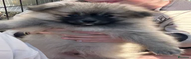Pomeranian Puppy 1