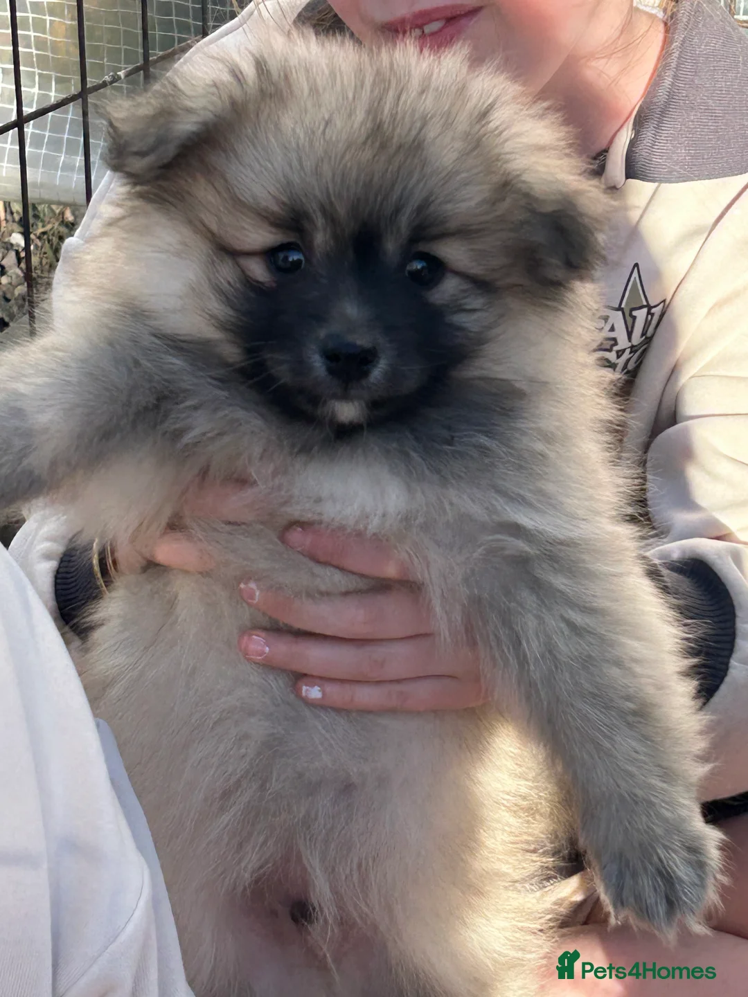 Pomeranian dogs for sale: Miniature Pomeranian puppies  - Advert 5