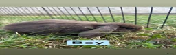 Mini Lop rabbits for sale: Adorable Mini Lop babies - Advert 4
