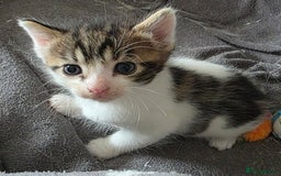 Mixed Breed cats for sale: Boy kitten - Image 2