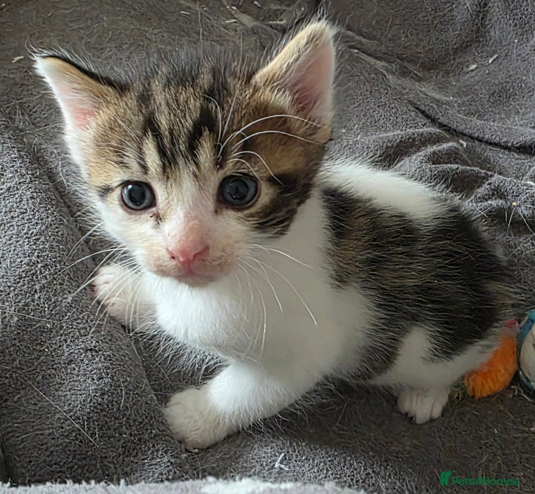 Mixed Breed cats for sale: Boy kitten - Image 2