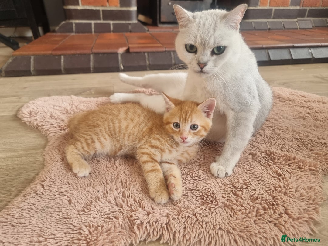British Shorthair cats for sale: 2 gorgeous male kittens BSH - Image 4