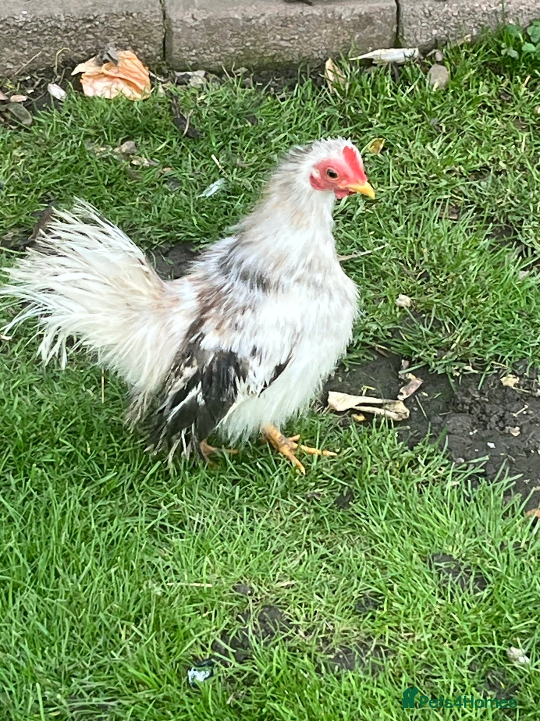 Chickens poultry for sale: Serama chicken  - Image 3