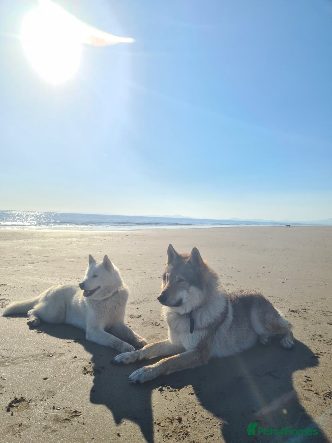 Mixed Breed dogs for sale: Czech Wolfdog × Akita/Malamute Puppies - Image 5