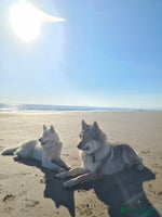 Mixed Breed dogs - Advert 11