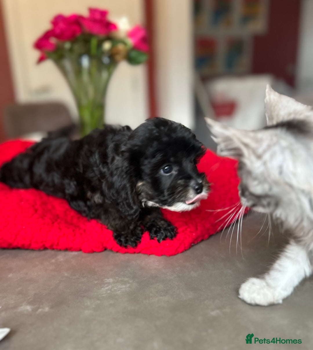 Cavapoo dogs for sale: Real Life Teddy Bears, Cavapoo babies  - Image 26