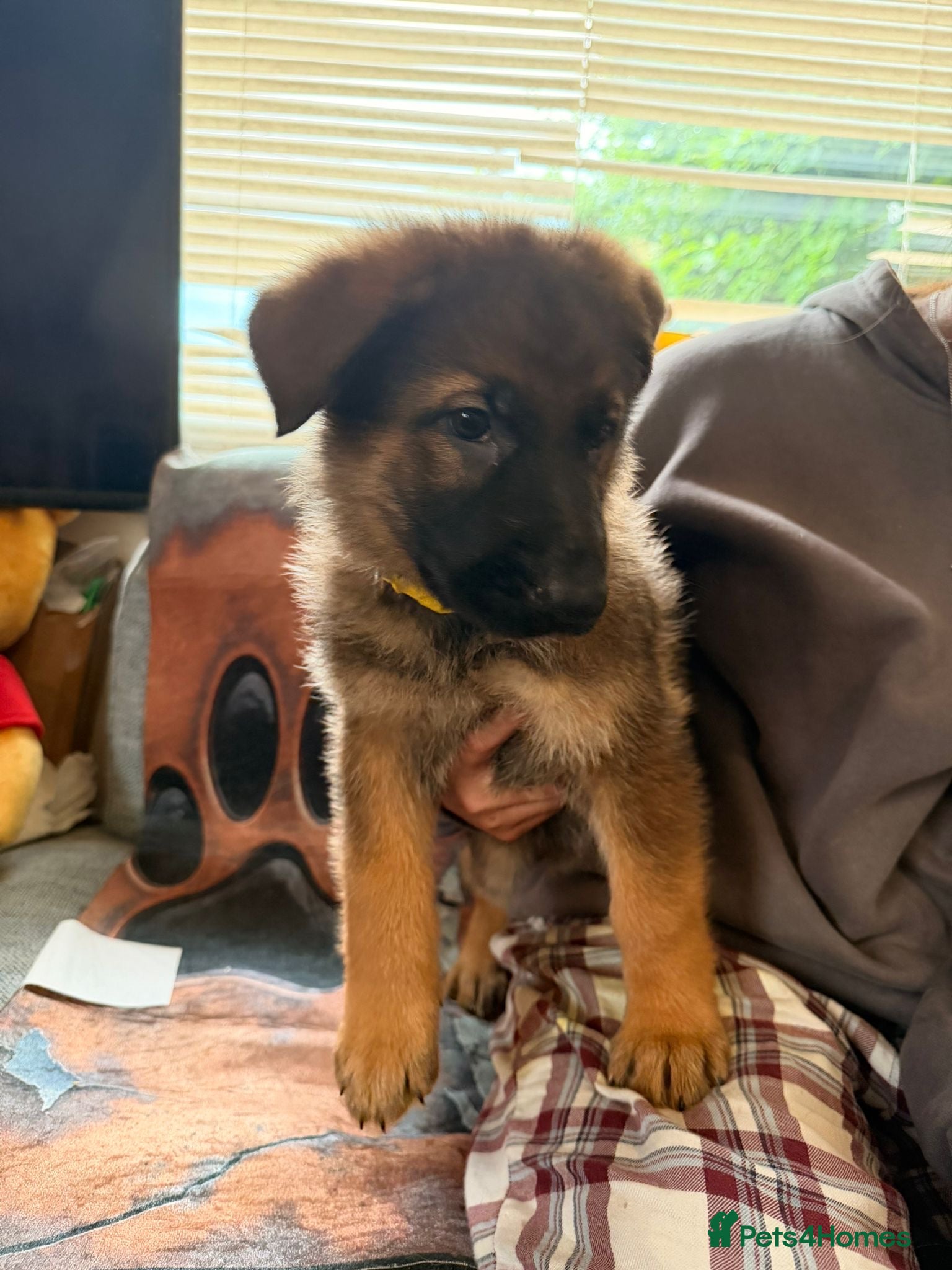 German Shepherd dogs for sale: Beautiful German Shepherd Pups  - Advert 19