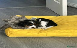 Cavalier King Charles Spaniel dogs for sale: king charles cavalier  - Image 8