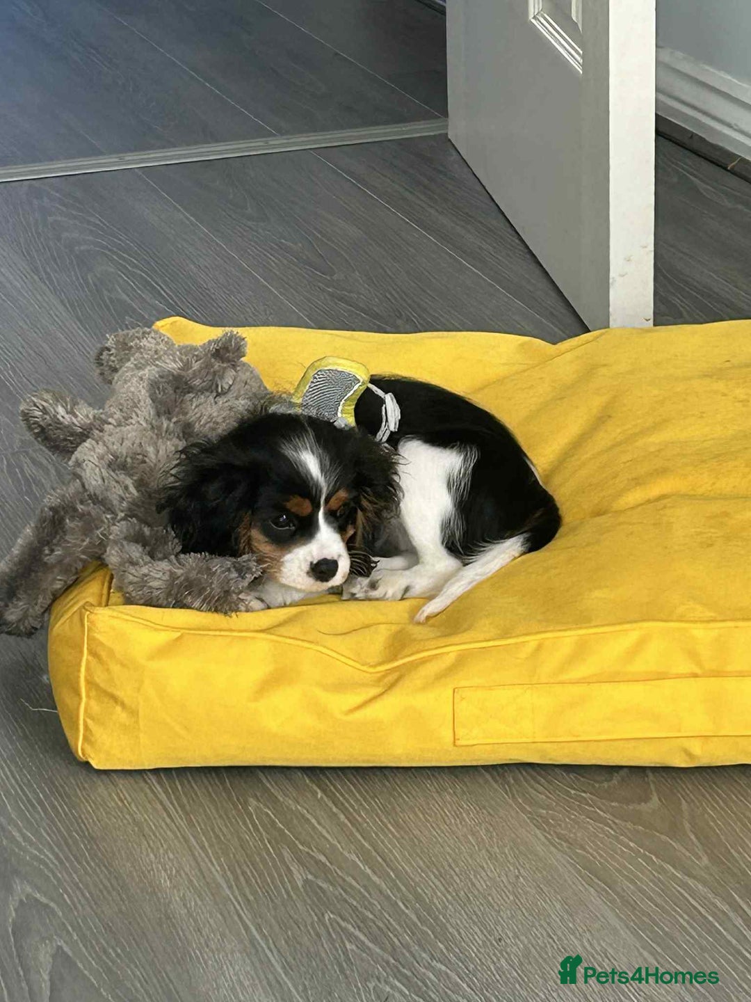 Cavalier King Charles Spaniel dogs for sale: king charles cavalier  - Image 8