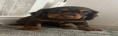 Cocker Spaniel 1