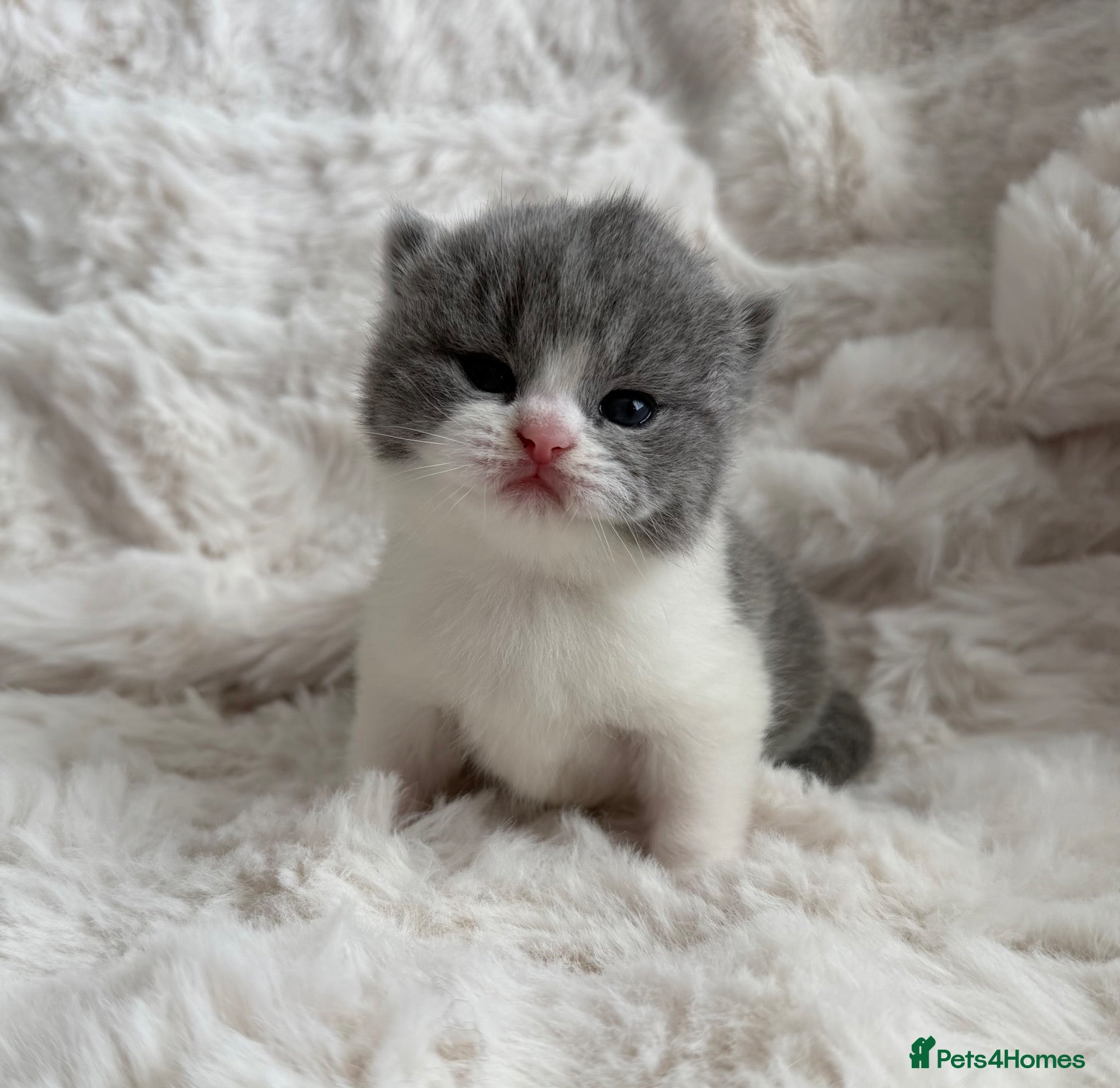 British Shorthair cats Champion GCCF british shorthair kittens  - Advert 1