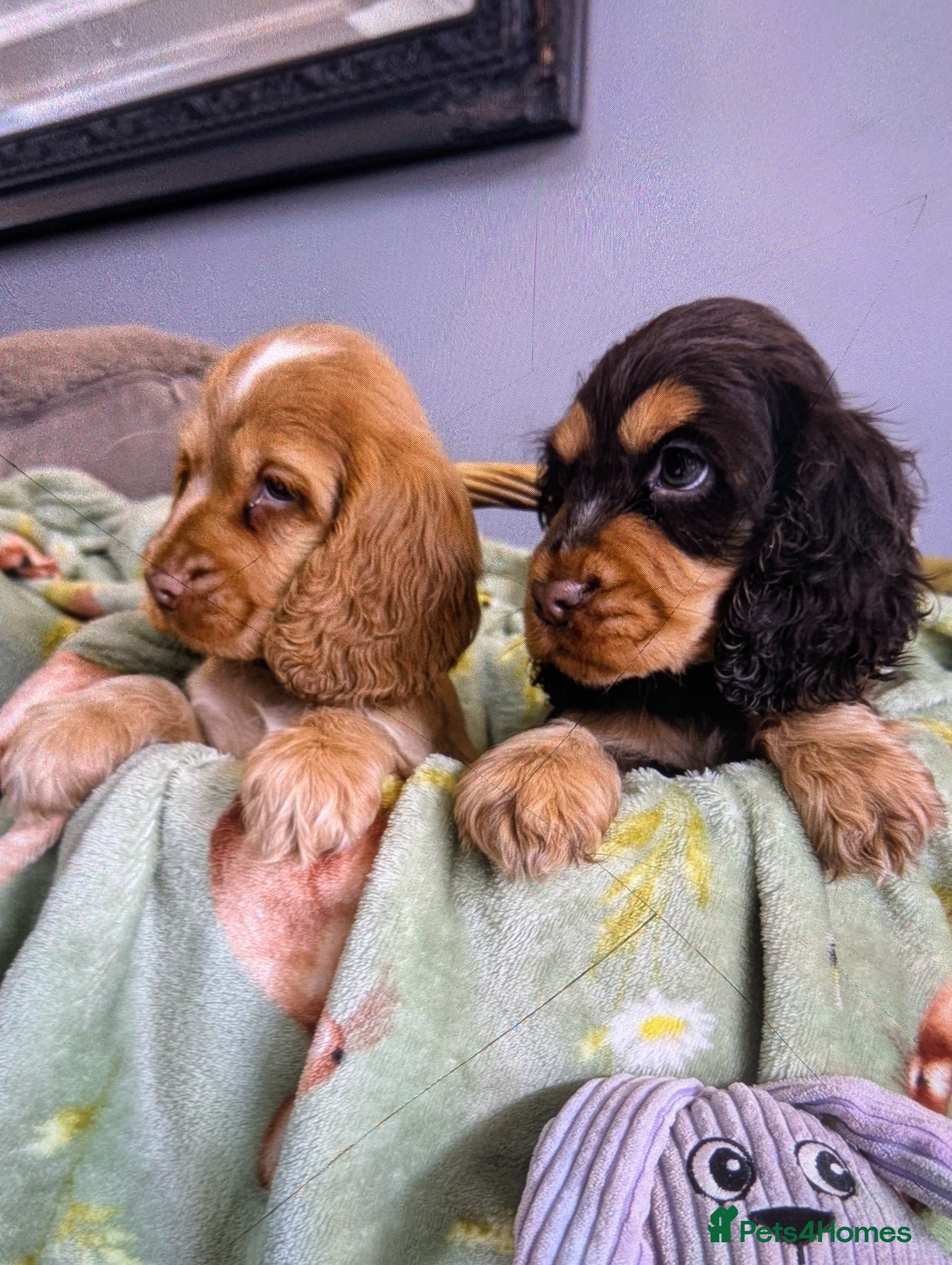 Cocker Spaniel dogs show cocker spaniel puppies health tested parents - Advert 8