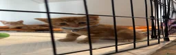Mixed Breed cats for sale: 3 beautiful ginger kittens looking for 🏡🧡🫶🏻 - Advert 12
