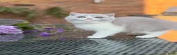 British Shorthair cats for sale: FULL PEDIGREE REGISTERED BSH  - Advert 2